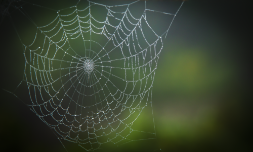 A web without the Spider
